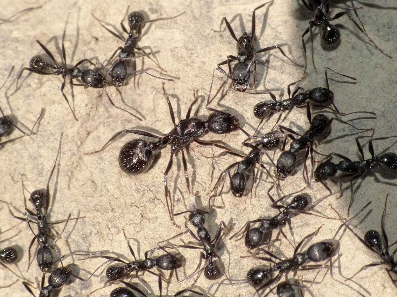 Regina di Aphaenogaster spinosa